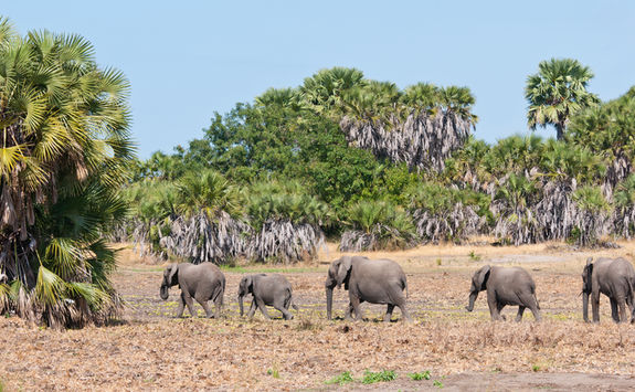 elephant herd