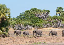 elephant herd