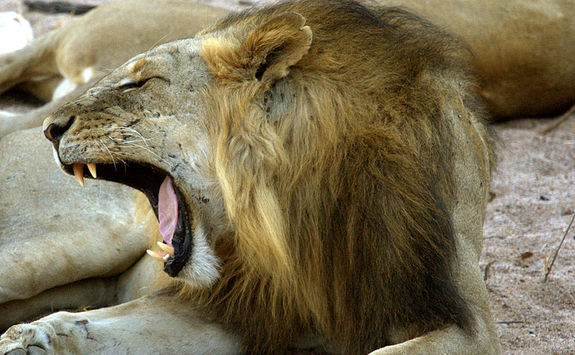 lion yawning