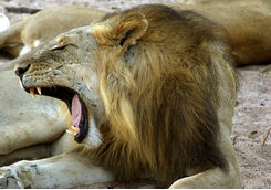 lion yawning