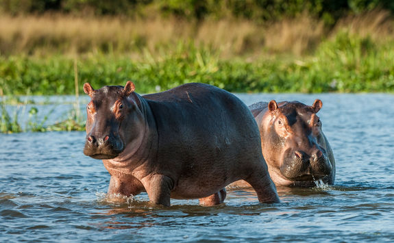 hippos