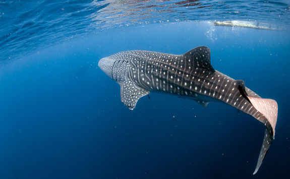 whale shark