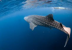whale shark