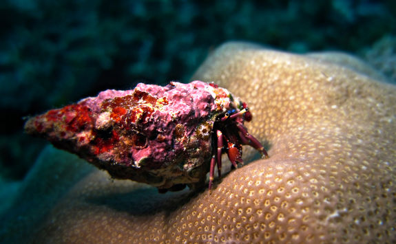 hermit crab