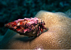 hermit crab