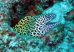 moray eel