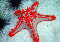 star fish