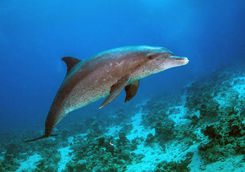 dolphin