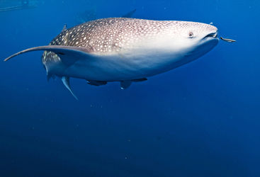 whale shark