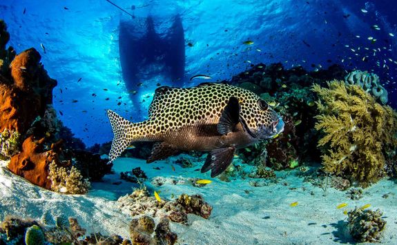fish and coral at honolua bay