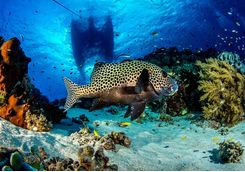 fish and coral at honolua bay
