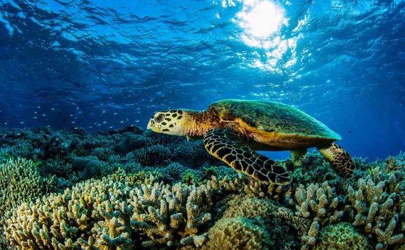 turtle swimming over coral reef