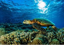 turtle swimming over coral reef