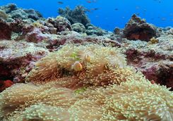 anemonefish palau