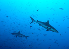 shark palau