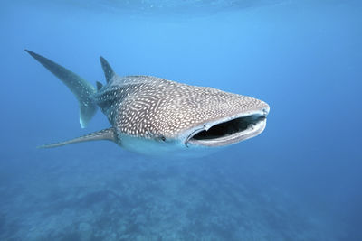 whale shark