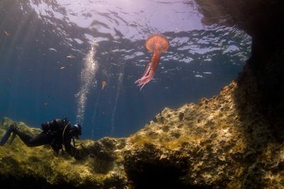 diving diver jellyfish