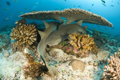 grenada nurse shark