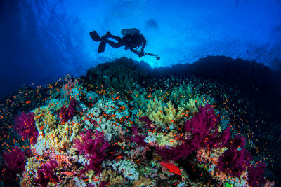 coral wall diver