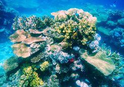coral reef somosomo strait