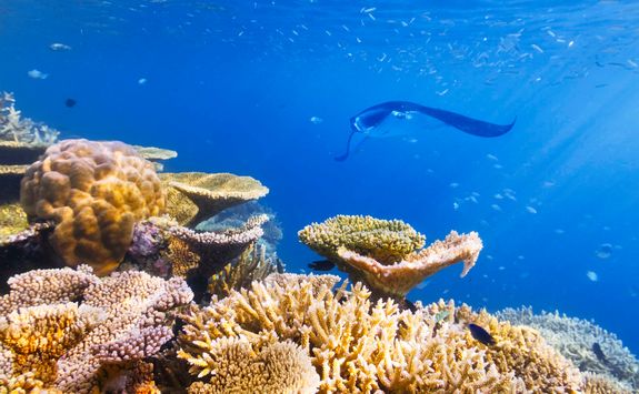 coral manta ray