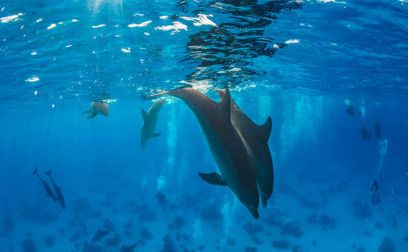 dolphins diving