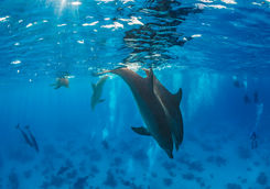 dolphins diving