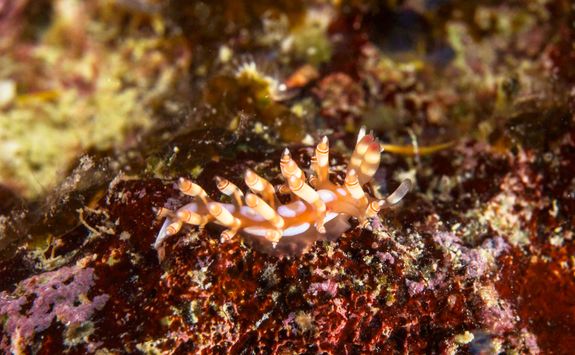 nudibranch