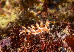 nudibranch