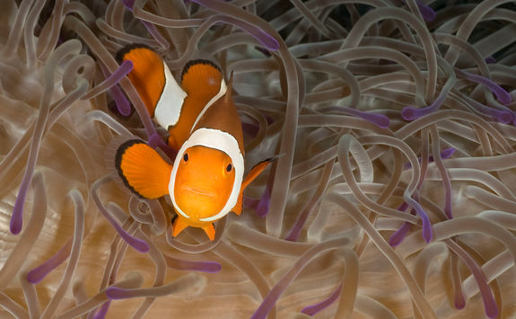 anemone clownfish