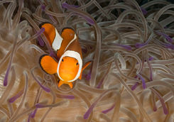 anemone clownfish