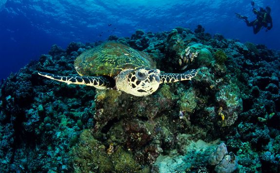 hawksbill turtle kimbe bay