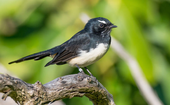 willie wagtail