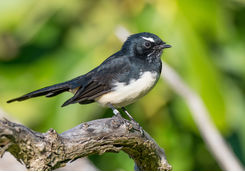 willie wagtail