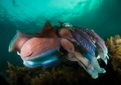 giant cuttlefish
