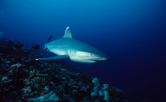 reef sharks