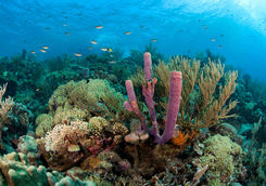 greneda coral reef