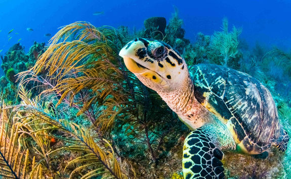 sea turtle coral reef