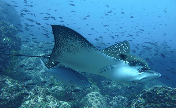 eagle ray grenada