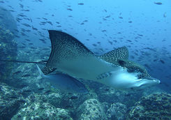 eagle ray grenada