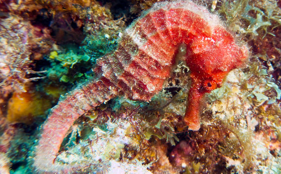 scuba diving grenada