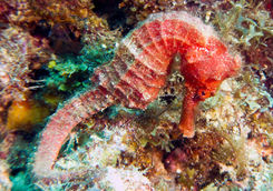 scuba diving grenada