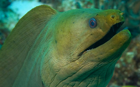 green moray eel