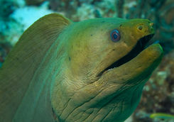 green moray eel