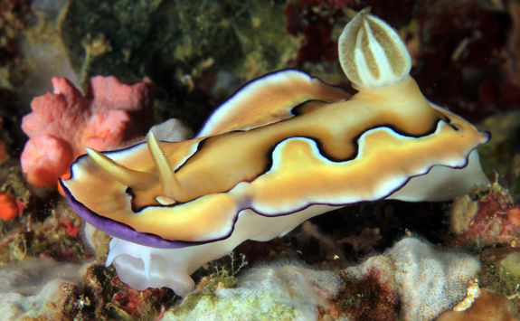 chromodoris