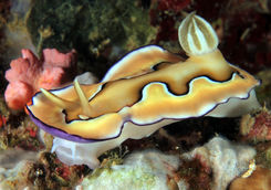 chromodoris