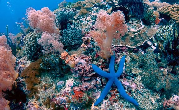 coral blue star fish