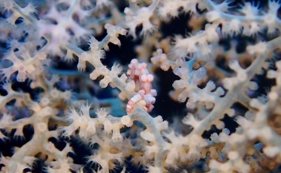 pygmy seahorse