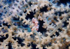 pygmy seahorse