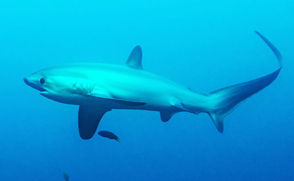 thresher shark philippines